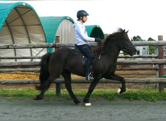 Pony Islandese, Castrone, 7 Anni, 140 cm, Morello