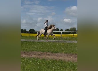 Pony Islandese, Castrone, 7 Anni, 140 cm, Pelle di daino