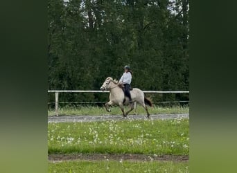 Pony Islandese, Castrone, 7 Anni, 140 cm, Pelle di daino