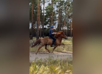 Pony Islandese, Castrone, 7 Anni, 142 cm, Sauro