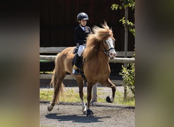 Pony Islandese, Castrone, 7 Anni, 143 cm, Sauro