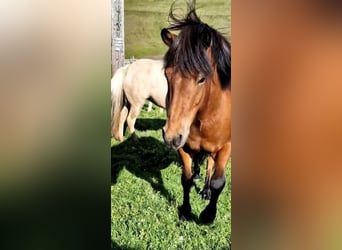 Pony Islandese, Castrone, 7 Anni, 144 cm, Baio
