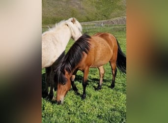 Pony Islandese, Castrone, 7 Anni, 144 cm, Baio