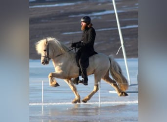 Pony Islandese, Castrone, 7 Anni, 144 cm, Baio