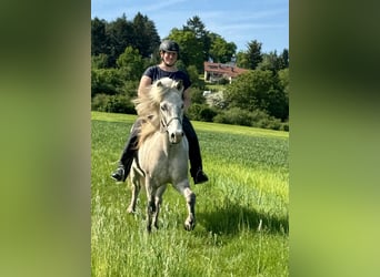 Pony Islandese, Castrone, 7 Anni, 144 cm, Grigio rossastro