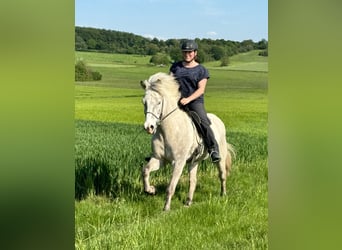 Pony Islandese, Castrone, 7 Anni, 144 cm, Grigio rossastro