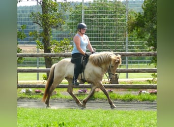 Pony Islandese, Castrone, 7 Anni, 146 cm, Falbo