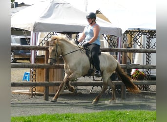 Pony Islandese, Castrone, 7 Anni, 146 cm, Falbo