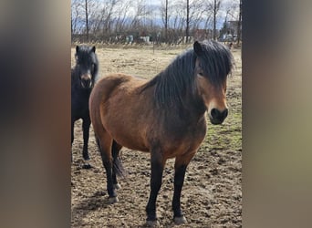 Pony Islandese, Castrone, 7 Anni, 147 cm, Baio ciliegia