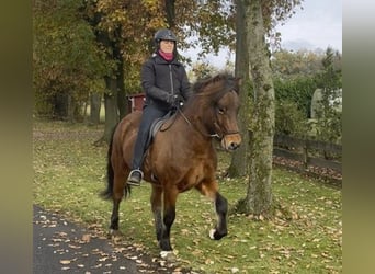Pony Islandese, Castrone, 7 Anni, 149 cm, Baio