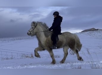 Pony Islandese, Castrone, 7 Anni, 150 cm, Pezzato