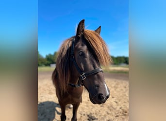 Pony Islandese, Castrone, 7 Anni, Pezzato
