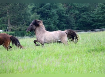 Pony Islandese, Castrone, 8 Anni, 132 cm, Falbo