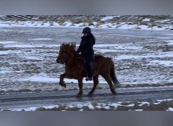 Pony Islandese, Castrone, 8 Anni, 135 cm, Sauro