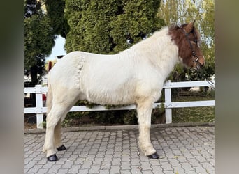 Pony Islandese, Castrone, 8 Anni, 138 cm, Pezzato