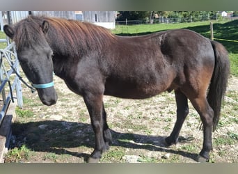 Pony Islandese, Castrone, 8 Anni, 140 cm