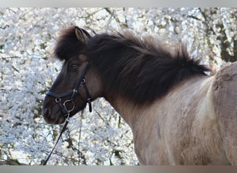 Pony Islandese, Castrone, 8 Anni, 140 cm, Falbo