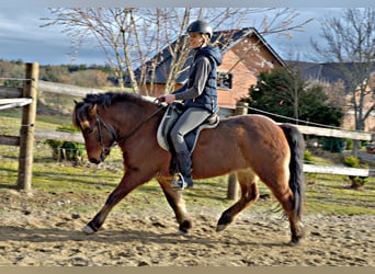 Pony Islandese, Castrone, 8 Anni, 141 cm, Baio