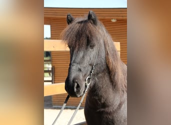 Pony Islandese, Castrone, 8 Anni, 141 cm, Morello