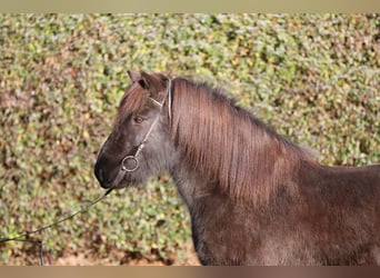 Pony Islandese, Castrone, 8 Anni, 143 cm, Morello