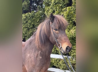 Pony Islandese, Castrone, 8 Anni, 144 cm, Baio