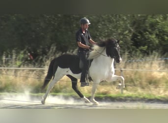 Pony Islandese, Castrone, 8 Anni, 144 cm, Grigio ferro