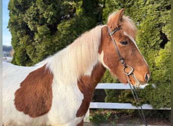 Pony Islandese, Castrone, 8 Anni, 144 cm, Pezzato