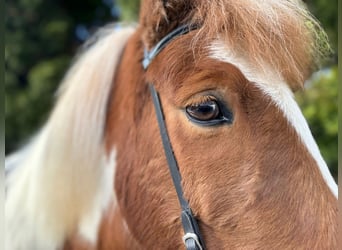 Pony Islandese, Castrone, 8 Anni, 144 cm, Pezzato