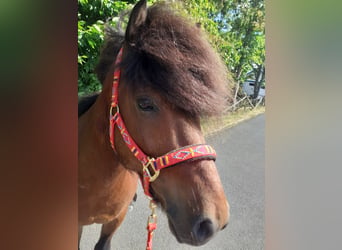 Pony Islandese, Castrone, 8 Anni, 145 cm, Baio