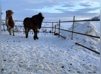 Pony Islandese, Castrone, 8 Anni, 150 cm, Baio ciliegia