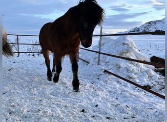 Pony Islandese, Castrone, 8 Anni, 150 cm, Baio ciliegia