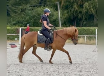 Pony Islandese, Castrone, 9 Anni, 136 cm, Sauro