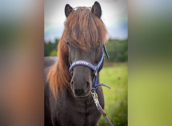 Pony Islandese, Castrone, 9 Anni, 138 cm, Morello