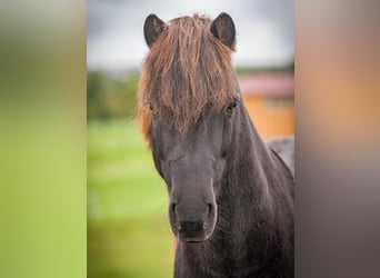 Pony Islandese, Castrone, 9 Anni, 138 cm, Morello