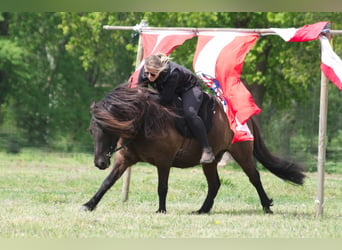 Pony Islandese, Castrone, 9 Anni, 138 cm, Morello