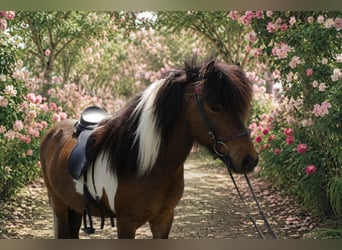 Pony Islandese, Castrone, 9 Anni, 138 cm, Pezzato