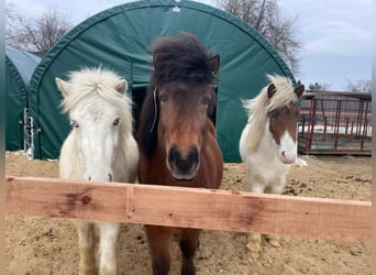 Pony Islandese, Castrone, 9 Anni, 140 cm, Baio