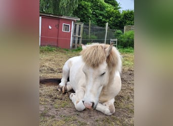 Pony Islandese, Castrone, 9 Anni, 140 cm, Falbo