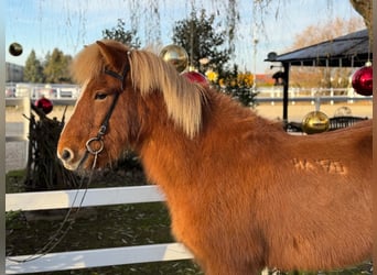 Pony Islandese, Castrone, 9 Anni, 140 cm, Sauro