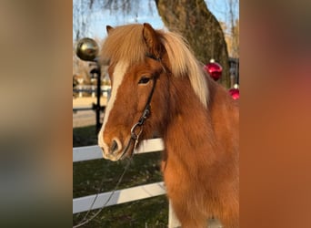 Pony Islandese, Castrone, 9 Anni, 140 cm, Sauro