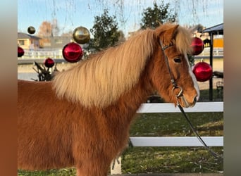 Pony Islandese, Castrone, 9 Anni, 140 cm, Sauro
