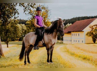 Pony Islandese, Castrone, 9 Anni, 144 cm, Falbo
