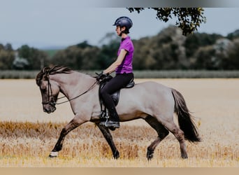Pony Islandese, Castrone, 9 Anni, 144 cm, Falbo