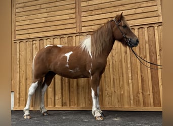 Pony Islandese, Castrone, 9 Anni, 144 cm, Pezzato