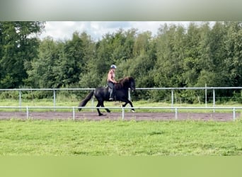Pony Islandese, Castrone, 9 Anni, 145 cm, Morello