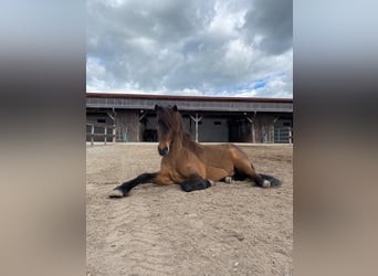 Pony Islandese, Castrone, 9 Anni, 146 cm, Baio