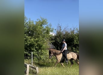 Pony Islandese, Castrone, 9 Anni, 146 cm, Falbo