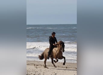 Pony Islandese, Castrone, 9 Anni, 146 cm, Falbo