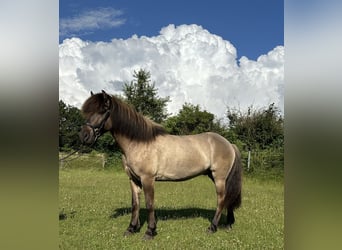 Pony Islandese, Castrone, 9 Anni, 146 cm, Falbo