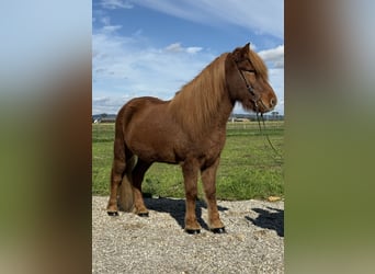 Pony Islandese, Castrone, 9 Anni, 146 cm, Sauro